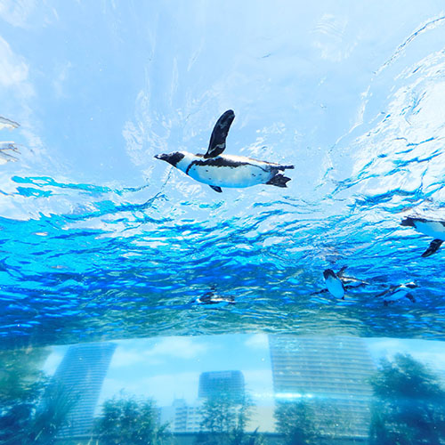 空飛ぶペンギン